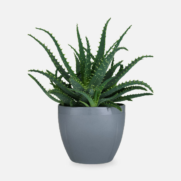 Candelabra Aloe